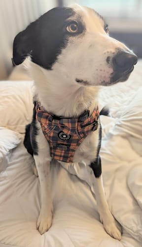 Customer photo review of Trail & Glow® Dog Harness Bundle Set - Rustic Tartan