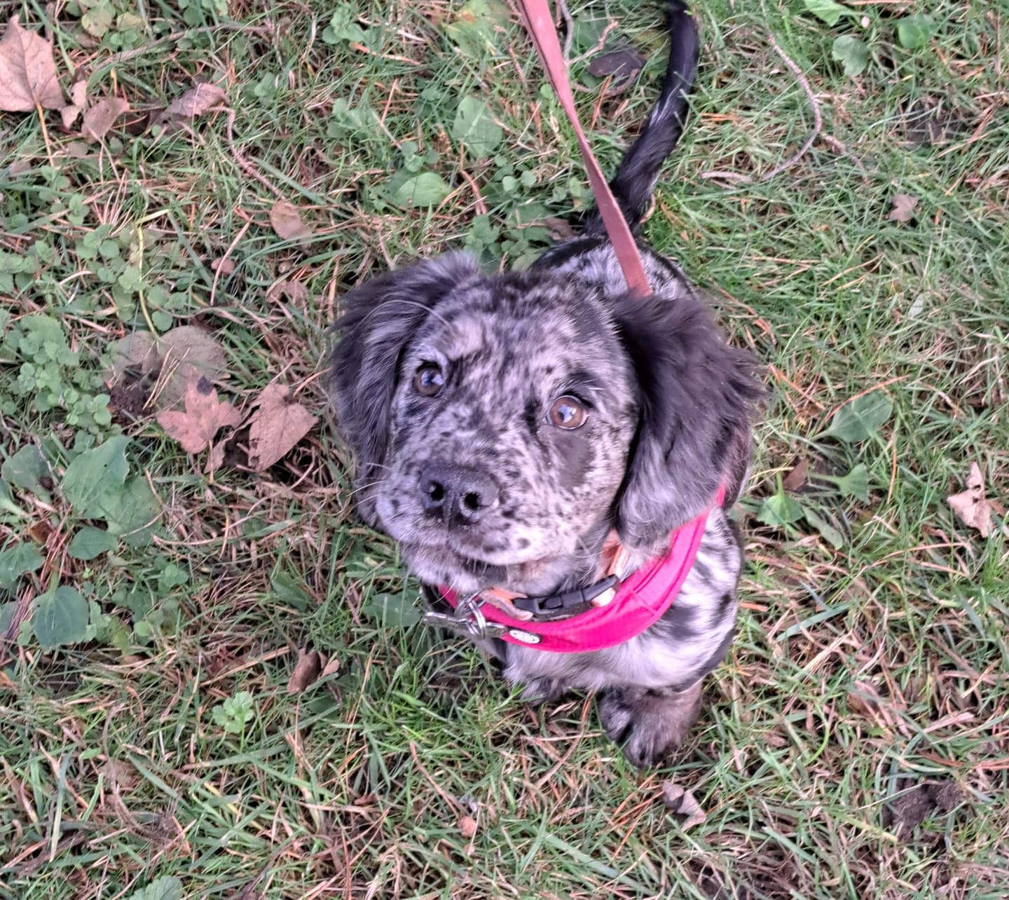 Customer photo review of Boomerang Harness - Non Restrictive, Lightweight, Small - Medium Breeds -  Carminerose