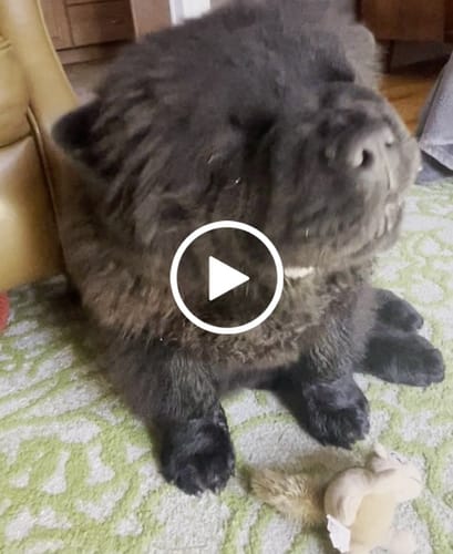 Customer video review of Beef Tendon Chews 7-11"