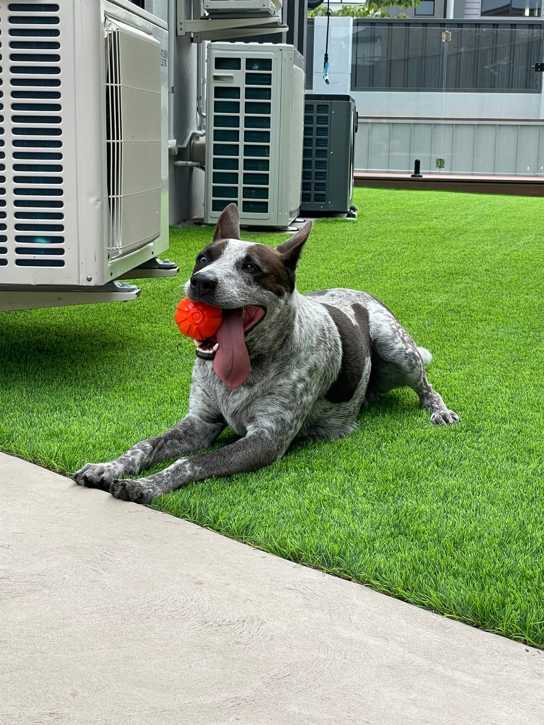 Customer photo review of Liker Ball (Best Ball EVER!)