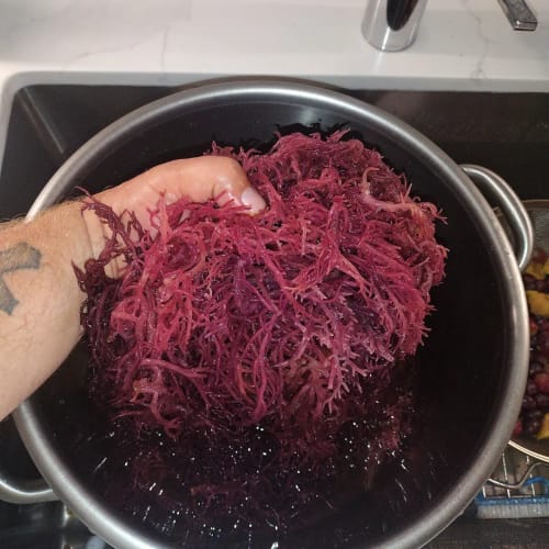 Customer photo review of Raw Sea Moss Bundle