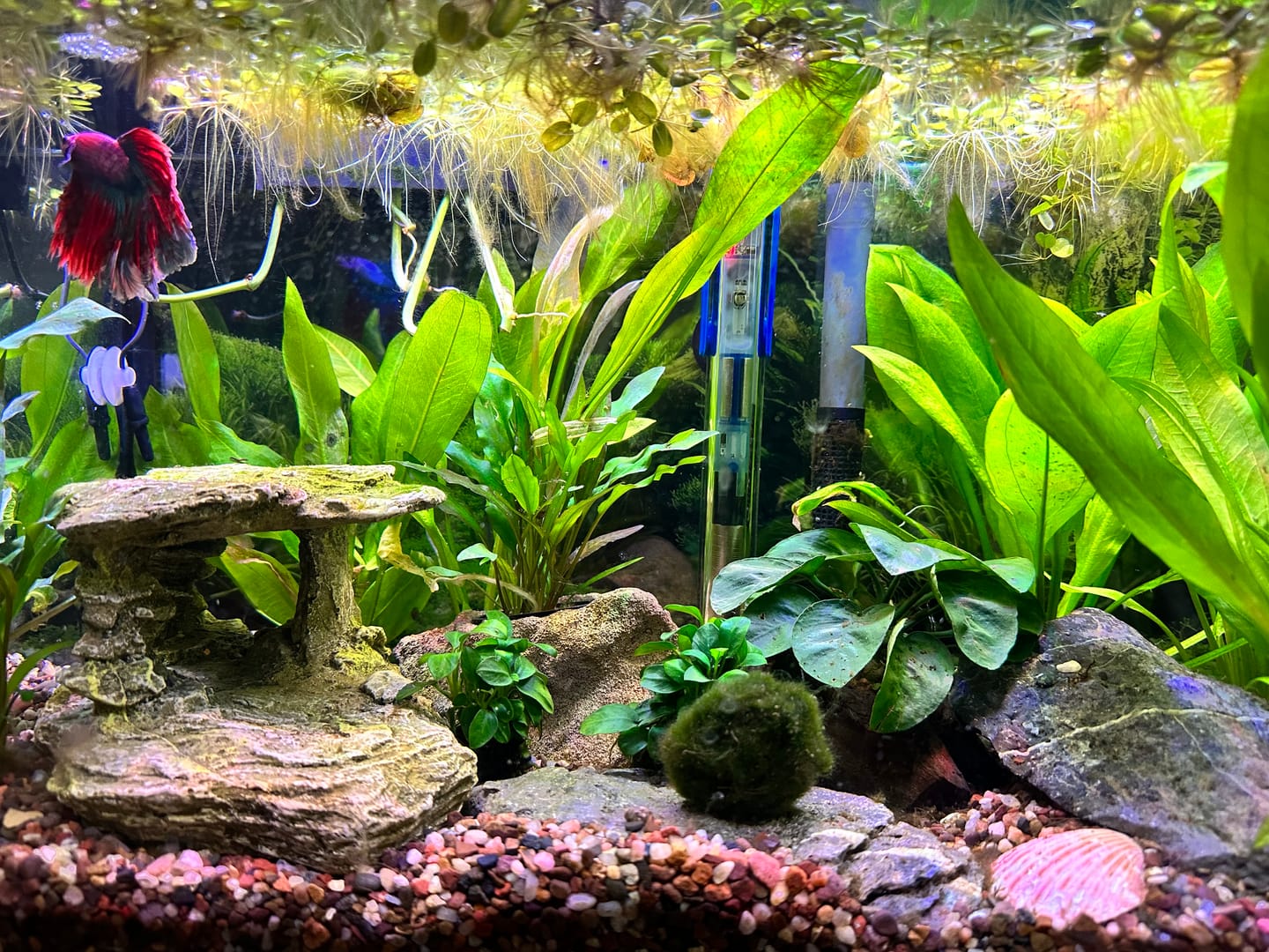 Customer photo review of Scuba Contactless Heaters