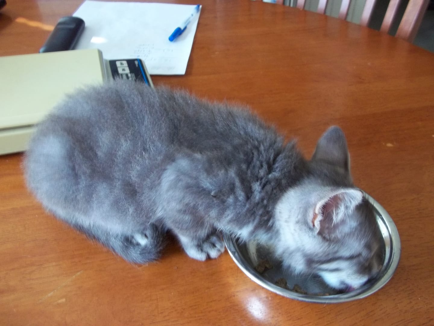 Customer photo review of Natural Cat Laxative & Constipation Treatment