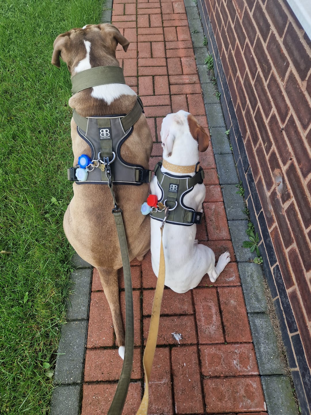 Customer photo review of 2.5cm Combat® Collar | With Handle & Rated Clip - Khaki v2.0