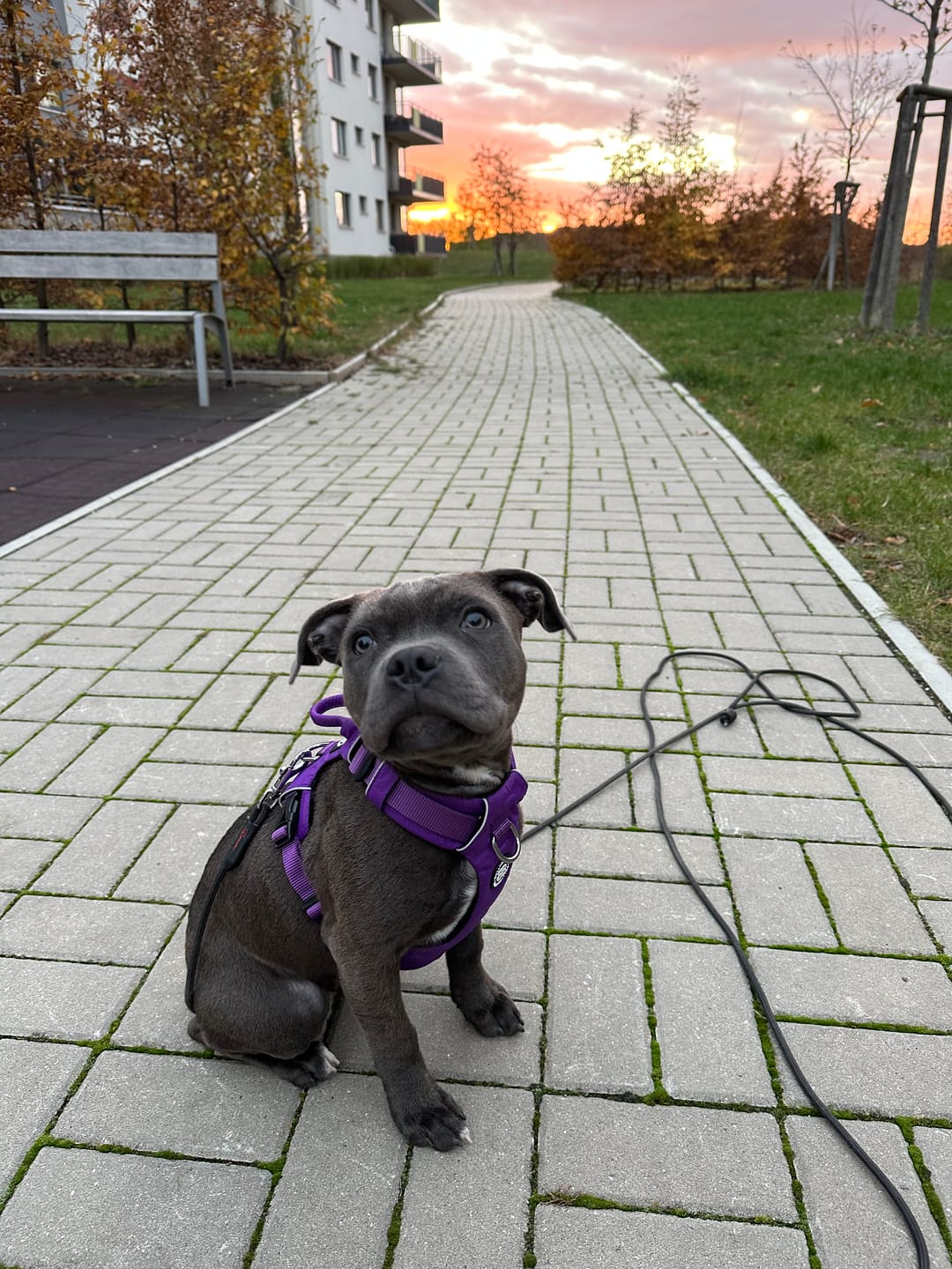Customer photo review of Air Mesh Harness - Anti-Pull, With Handle, Non Restrictive & Adjustable - Purple