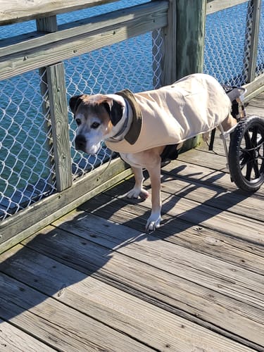 Customer photo review of Medium Wild Salmon CBD Oil - 350 MG : 1 OZ : Healthy Hips & Joints Care Formula CBD for dogs and cats