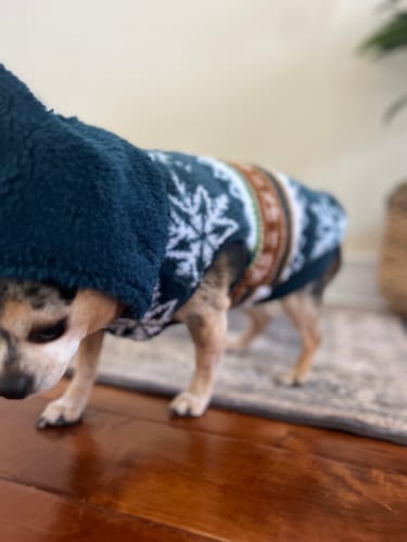 Customer photo review of OptiWize Collagen +Plus Dog and Cat Joint Health Supplement