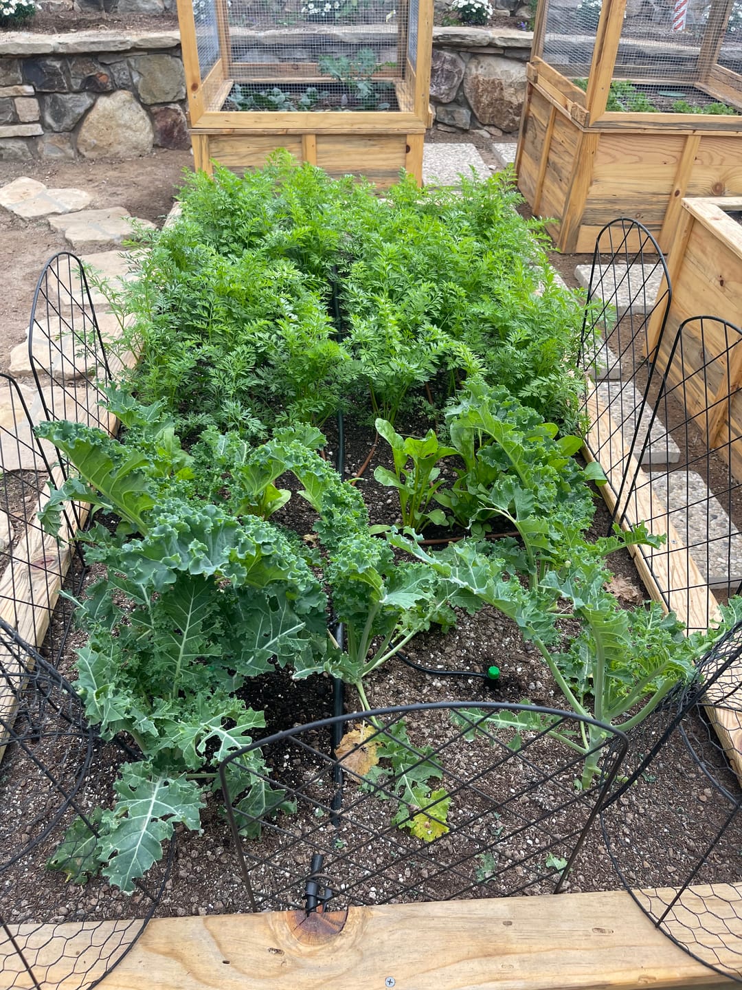 Customer photo review of BioVast Living Soil (ALL PURPOSE ORGANIC POTTING SOIL)