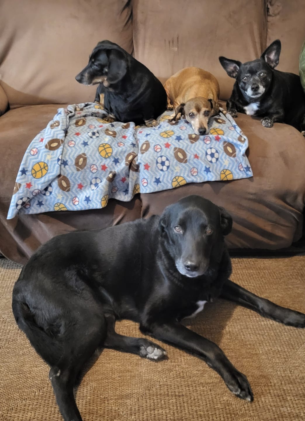 Customer photo review of KING KALM CBD 150mg - Medium Pet Formula 20 to 45lbs