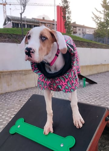 Customer photo review of Visibility Winter Jacket Jungle for Dogs