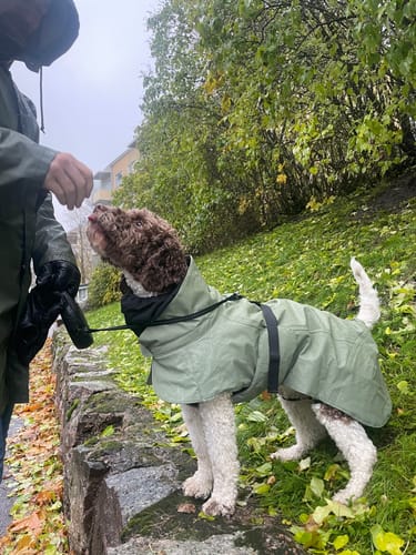 Customer photo review of Visibility Winter Jacket Green for Dogs