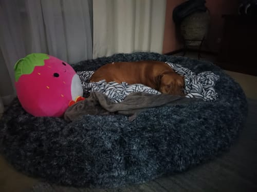 Customer photo review of The Human Size Nap Bed
