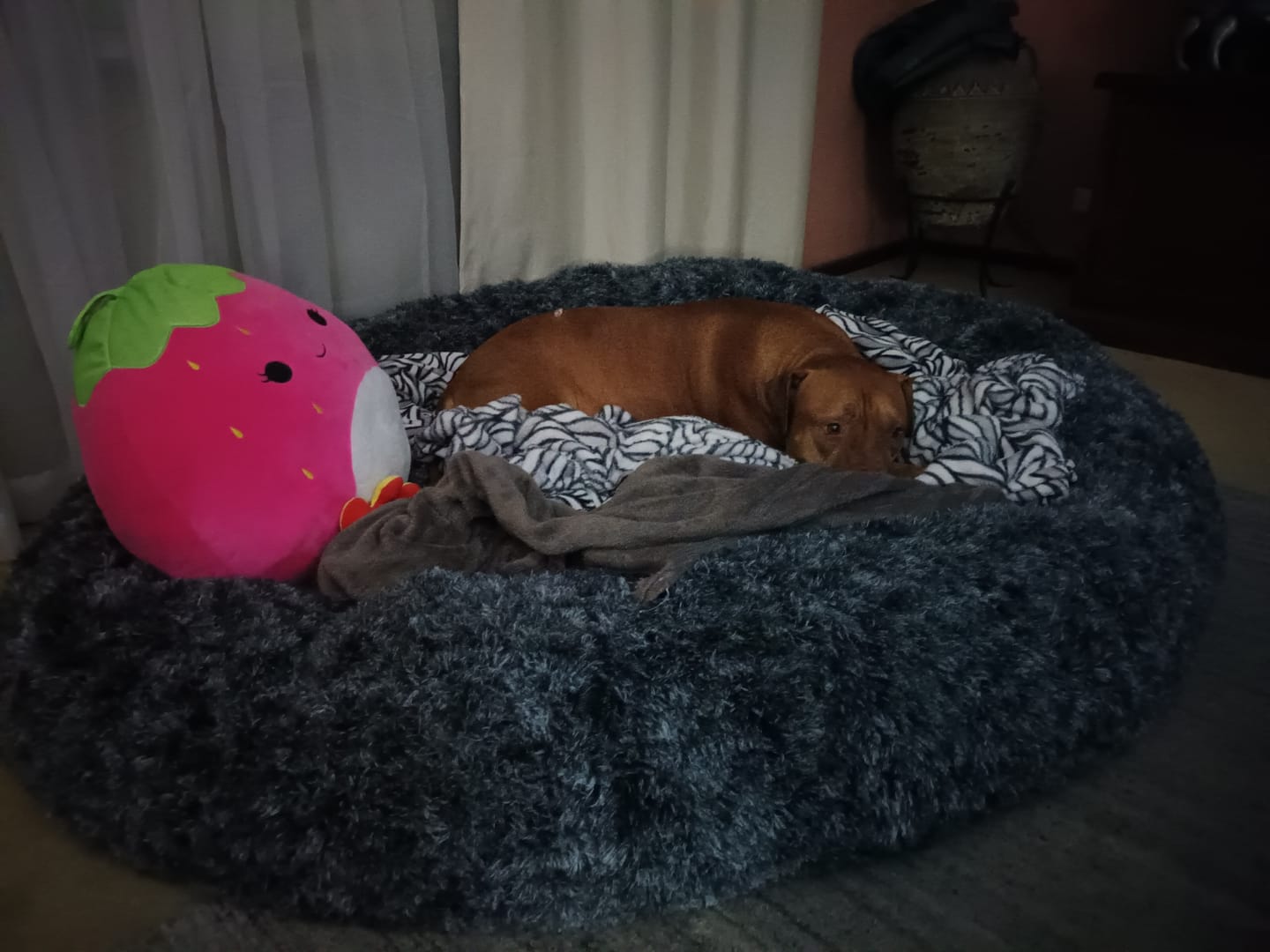 Customer photo review of The Human Size Nap Bed