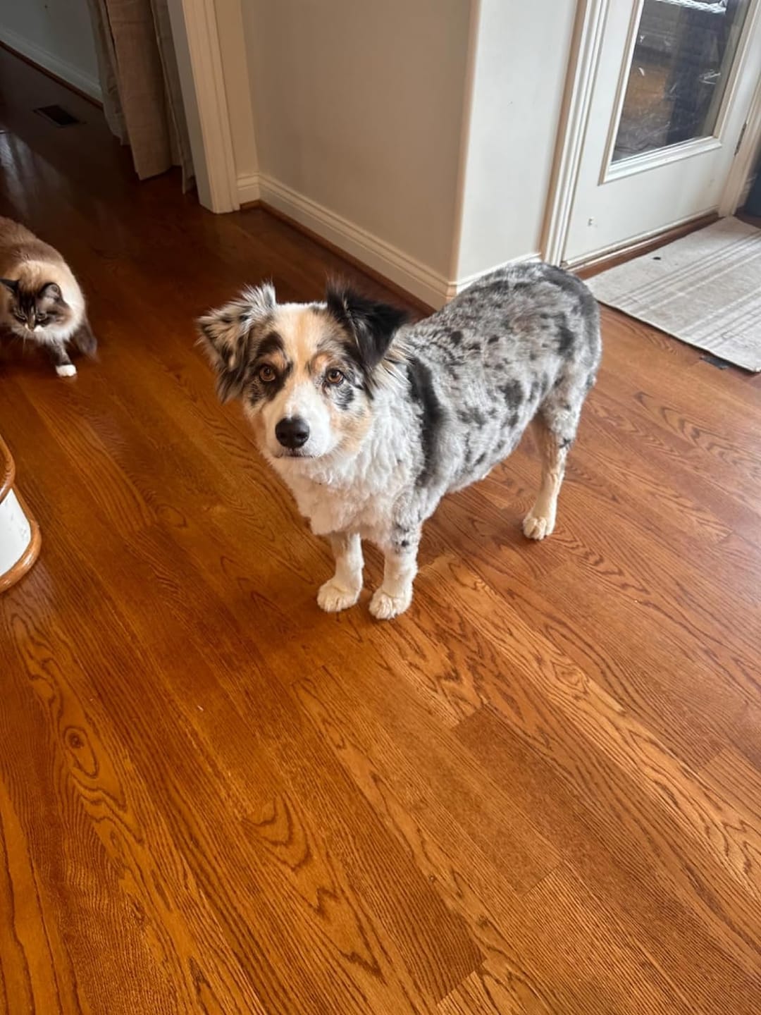 Customer photo review of Neakasa P2 Pro Dog Cat Grooming Kit with Vacuum