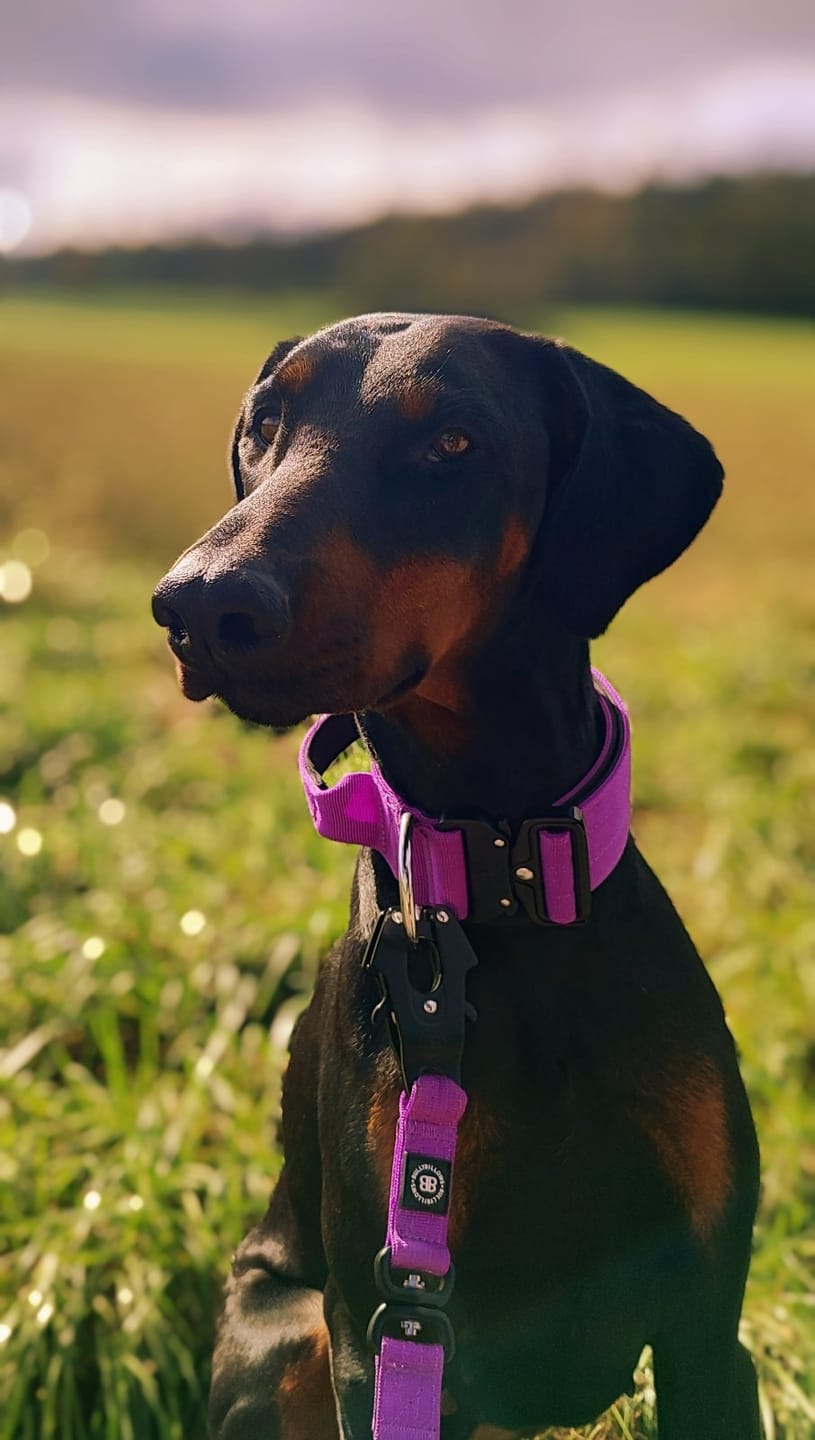 Customer photo review of 1.4m Swivel Combat Lead | Neoprene Lined, Secure Rated Clip with Soft Handle - Purple