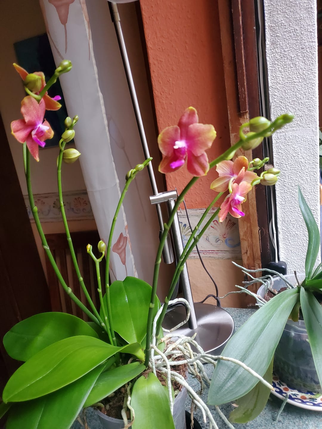 Customer photo review of Table Dance Pia mit rosa Blüten und 3+ Stielen