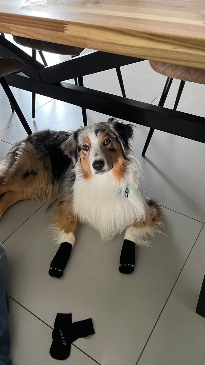 Customer photo review of AIR PUP SOCKS / BOOT LINERS