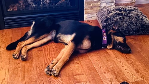 Customer photo review of 1.5" Tacti Slim Dog Collar - Grape