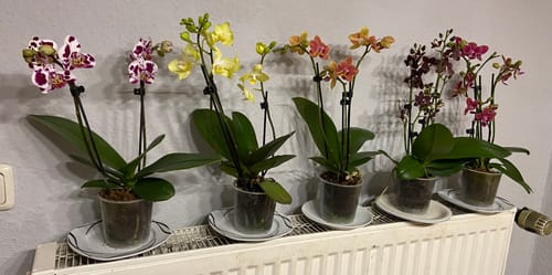 Customer photo review of Table Dance Banana Chocolate mit braunen Blüten mit 3+ Stielen