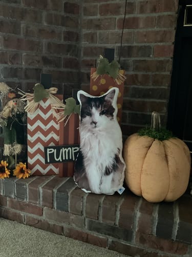 Customer photo review of Create A Custom Cat Pillow