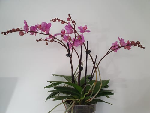 Customer photo review of Große Two of Us Karlsruhe mit lila Blüten und 4 Stielen