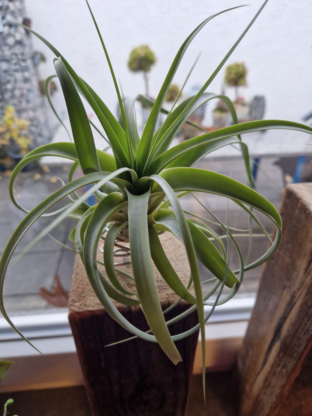 Customer photo review of Tillandsia 'firestorm'
