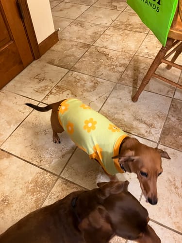 Customer photo review of Flower Power Dog T-shirt