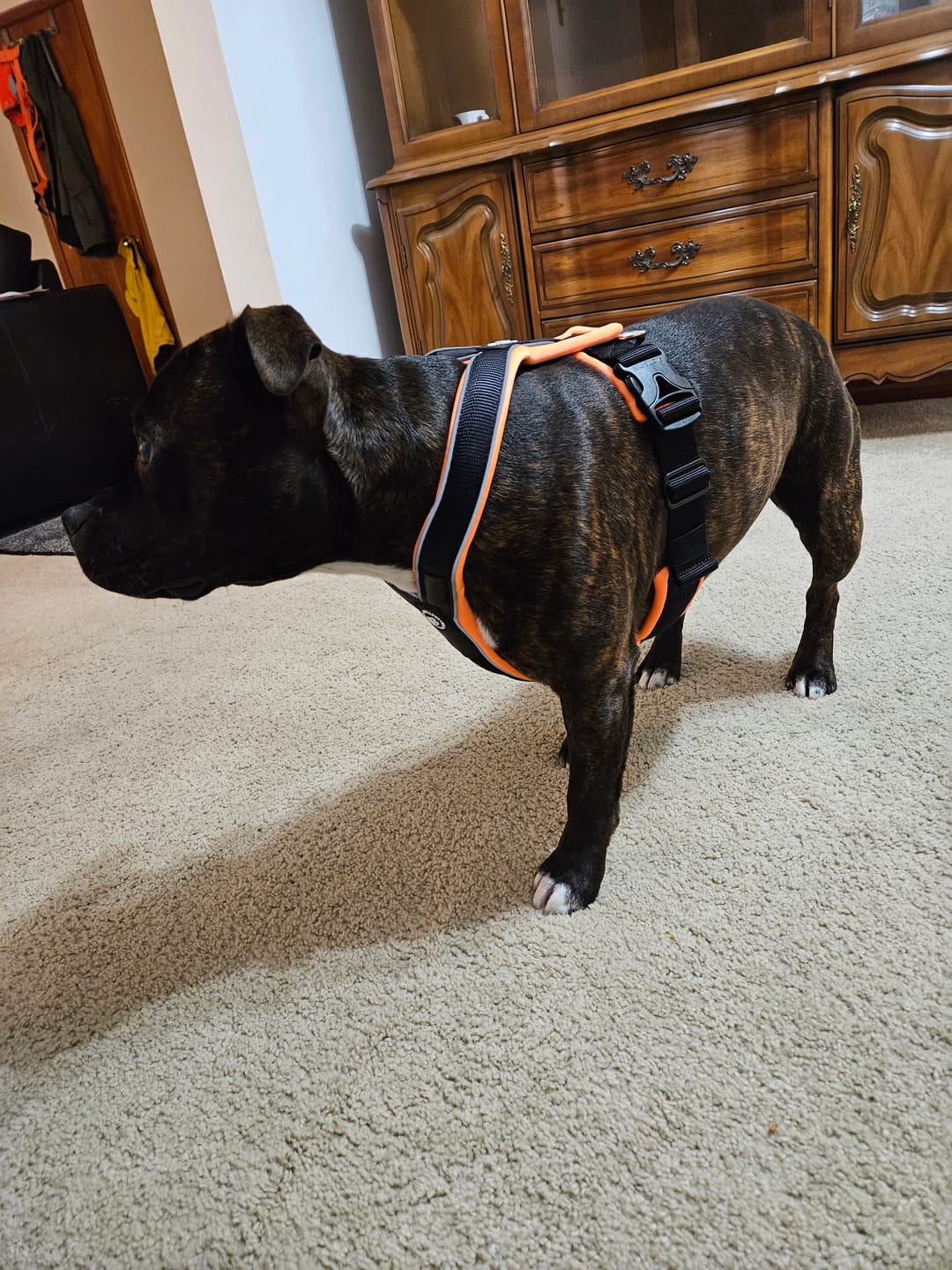 Customer photo review of Slip on Padded Comfort Harness | Non Restrictive & Reflective - Black & Orange
