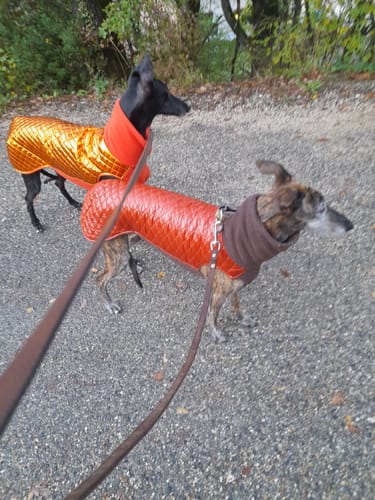 Customer photo review of Croquettes de volaille riches en ingrédients frais - Moy. / Grande taille (chien adulte)