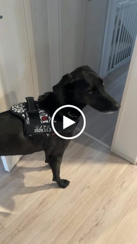 Customer video review of Petcanva® オーダーメイド犬用ハーネス
