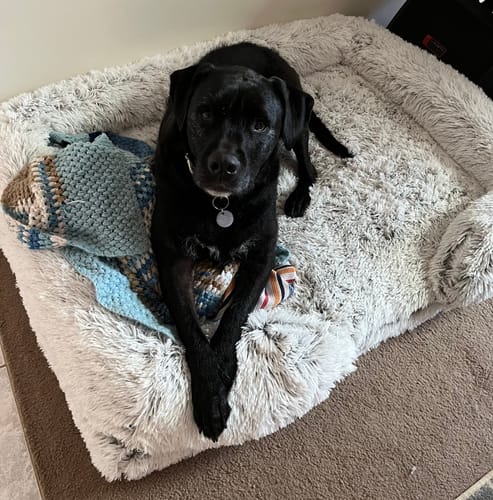 Customer photo review of PaWz Pet Orthopaedic Bed