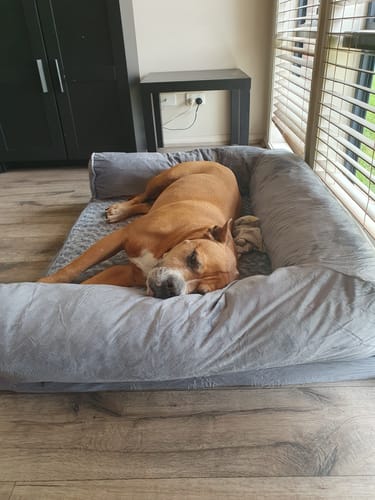 Customer photo review of PaWz Pet Sofa Bed