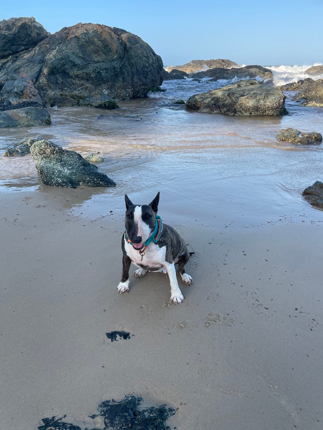 Customer photo review of 1.4m LIGHTER Swivel Combat Lead | Neoprene Lined, Secure Rated Clip with Soft Handle - Turquoise & Orange