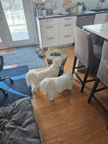 Customer photo review of ACANA Light & Fit Dog Food - Dry Dog Food- ACANA