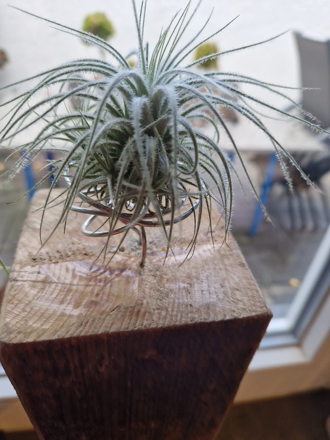 Customer photo review of Tillandsia tectorum "snow"