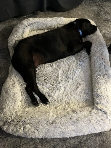 Customer photo review of PaWz Pet Orthopaedic Bed
