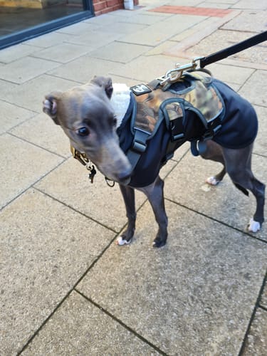Customer photo review of Sighthound Escape Proof Harness