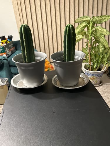 Customer photo review of Imperfect San Pedro Cactus Cuttings | Echinopsis (Trichocereus) pachanoi Cuttings
