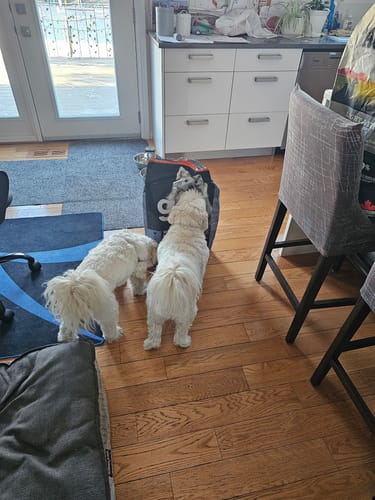 Customer photo review of Weight Management+Joint Care Grain-Free Chicken Recipe - Dry Dog Food - Go! Solutions