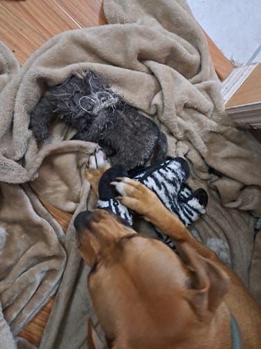 Customer photo review of Tough Plush - Triple Stitch