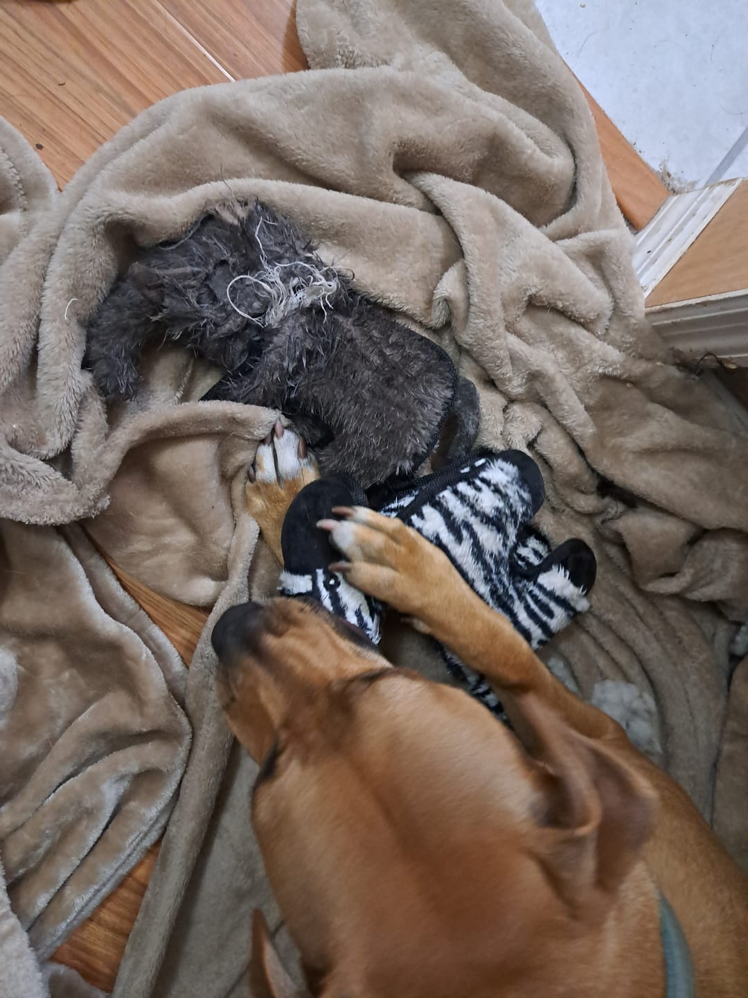 Customer photo review of Tough Plush - Triple Stitch