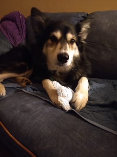 Customer photo review of Clean Earth Hard Chews - 100% Sustainable - USA Made