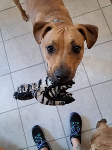 Customer photo review of Tough Plush - Triple Stitch