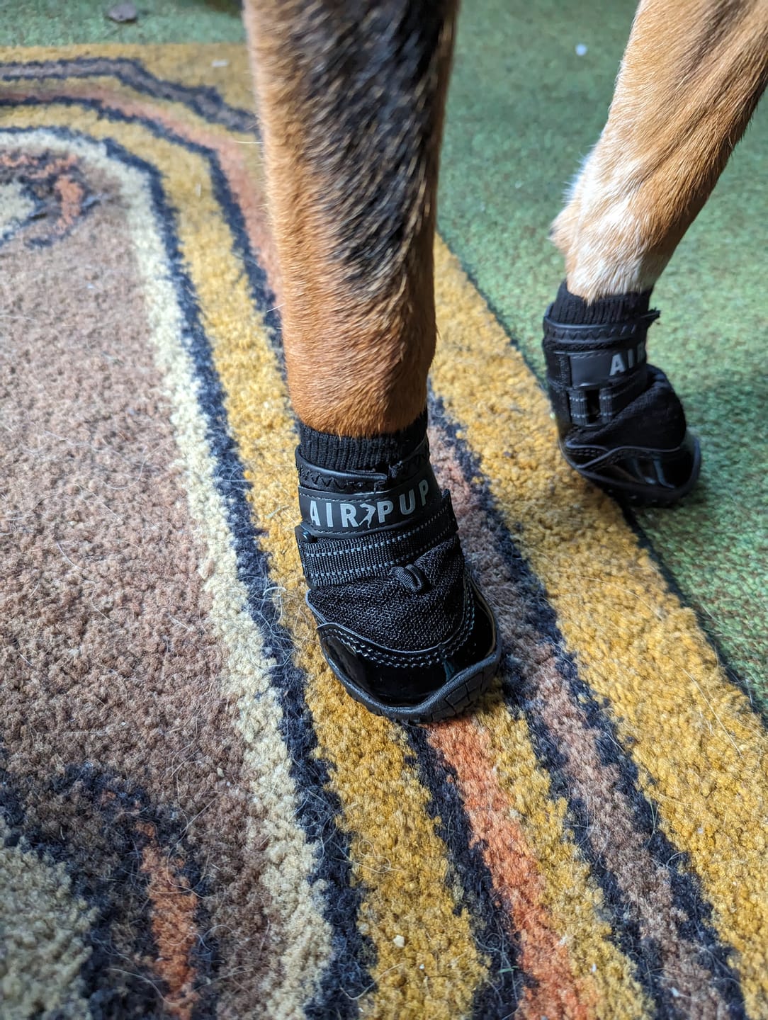 Customer photo review of AIR PUP SOCKS / BOOT LINERS