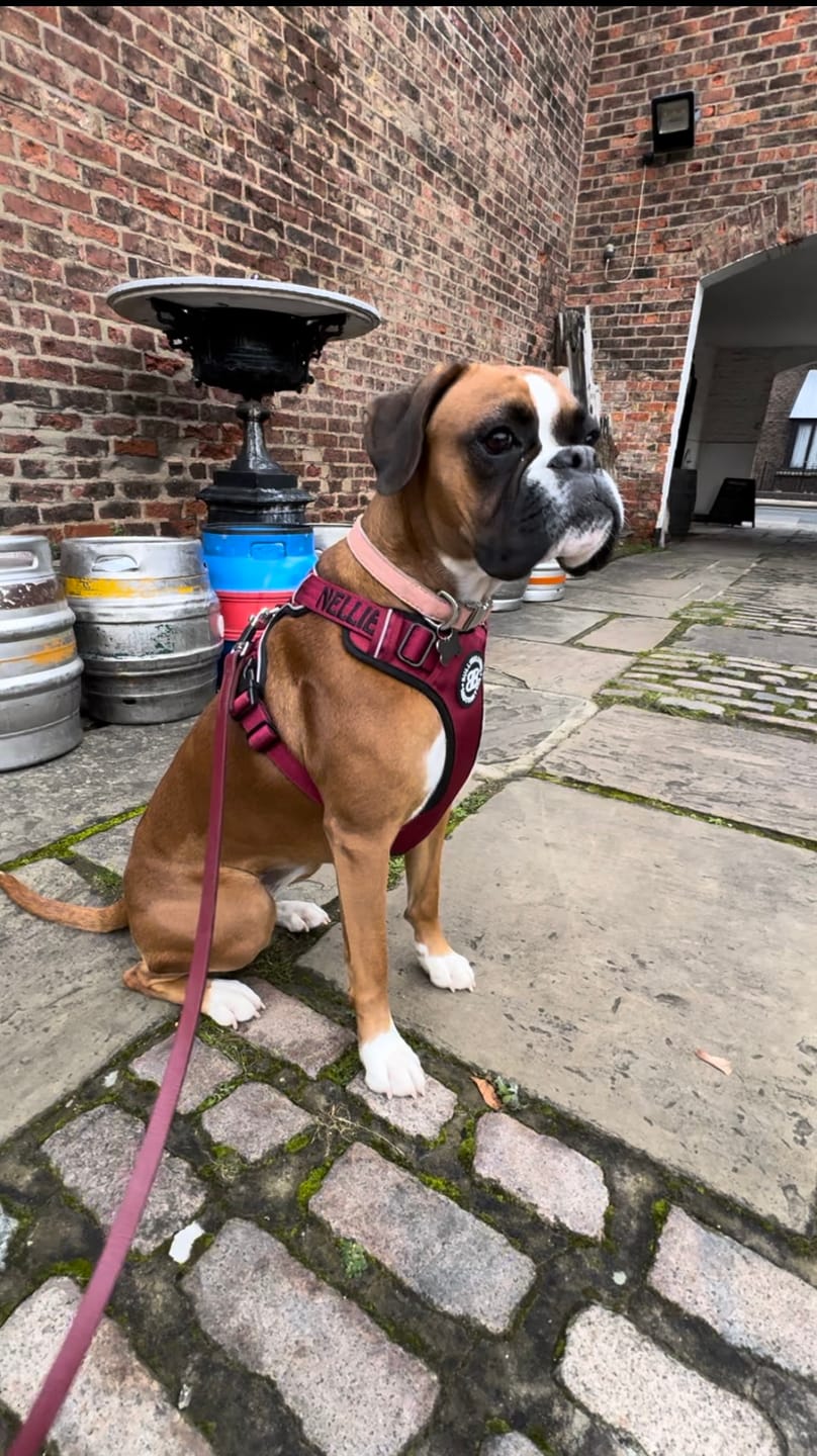 Customer photo review of Premium Comfort Harness | Non Restrictive & Adjustable - Burgundy v2.0