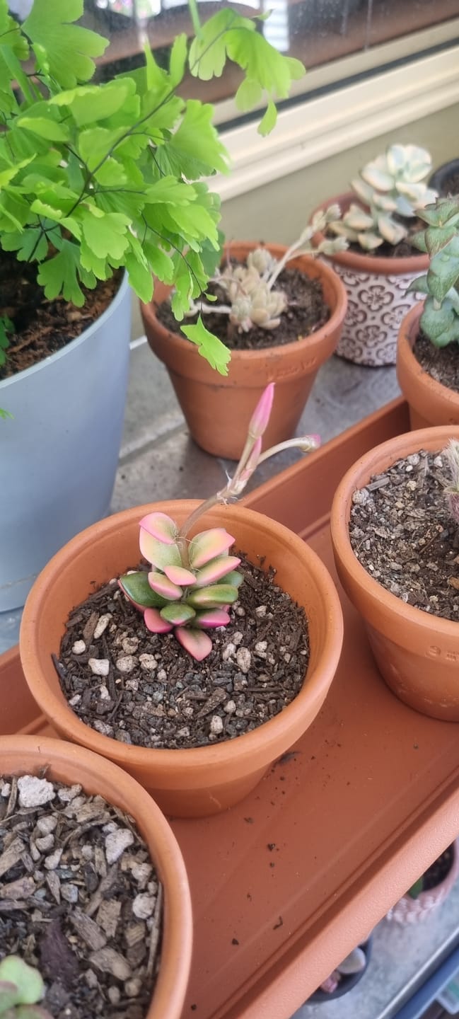 Customer photo review of Anacampseros telephiastrum variegata 'Sunrise'