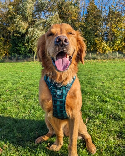 Customer photo review of Tough Trails™ Harness - Lumberjack