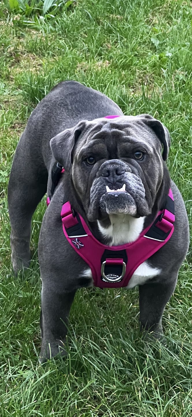 Customer photo review of Hurricane Harness - Non Restrictive, With Handle, Adjustable & Reflective - All Breeds - Carminerose
