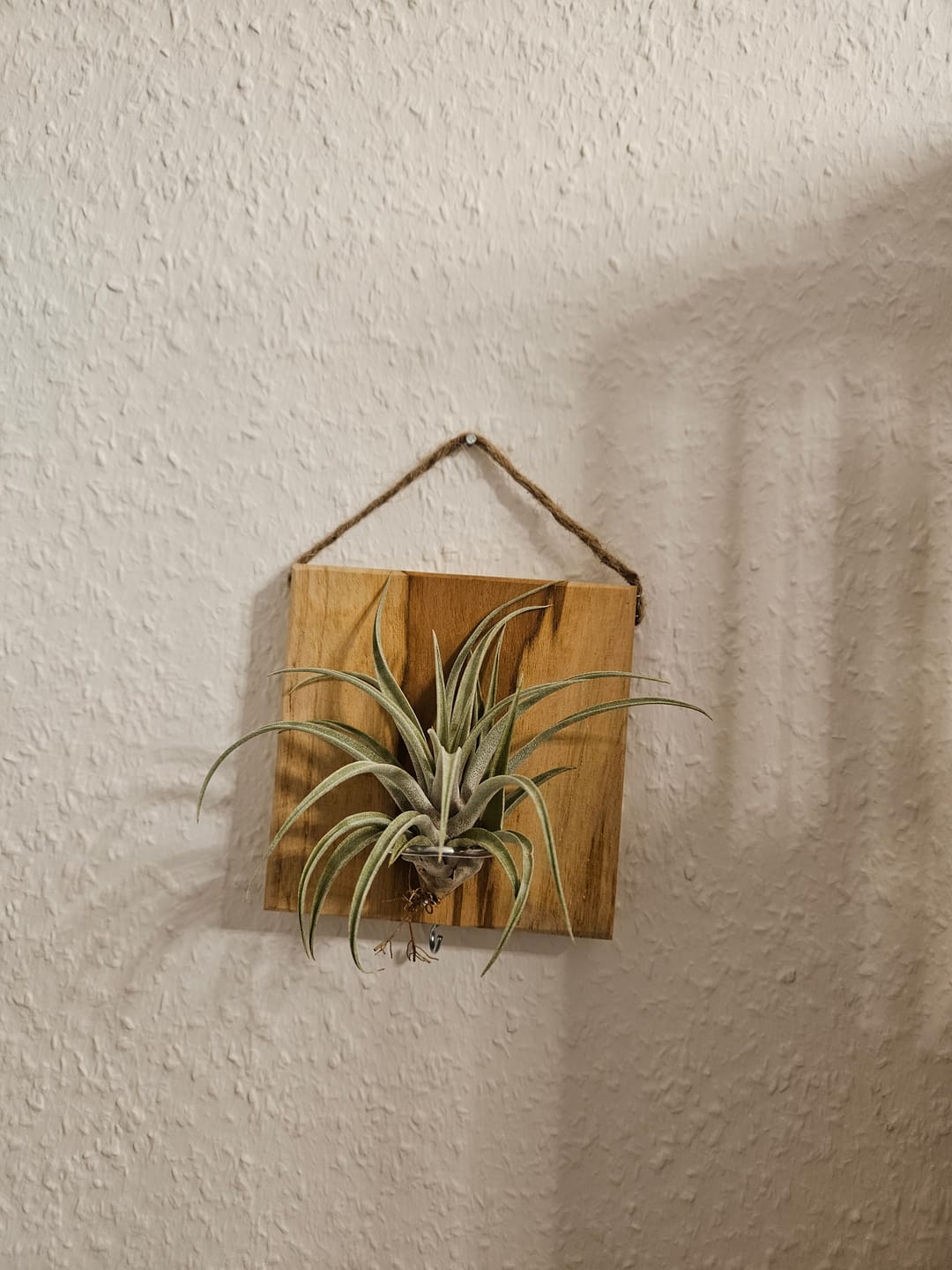 Customer photo review of Tillandsien Kachel - hängend