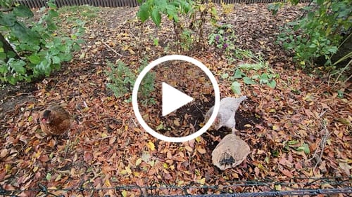 Customer video review of BSF Larven - getrocknete Soldatenfliegenlarven